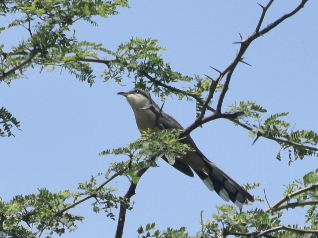 Yellow-billed Cuckoo - ML618812131