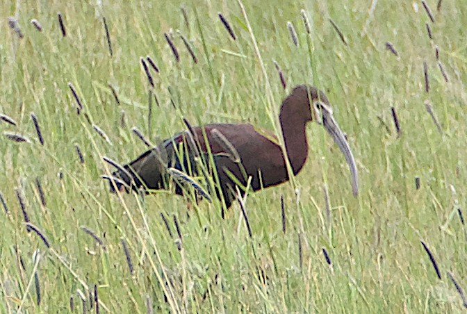 White-faced Ibis - Dave Trochlell
