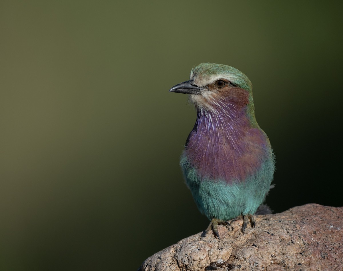 Lilac-breasted Roller (Lilac-breasted) - Lizabeth Southworth