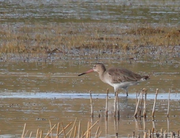 Asian Dowitcher - ML618812158