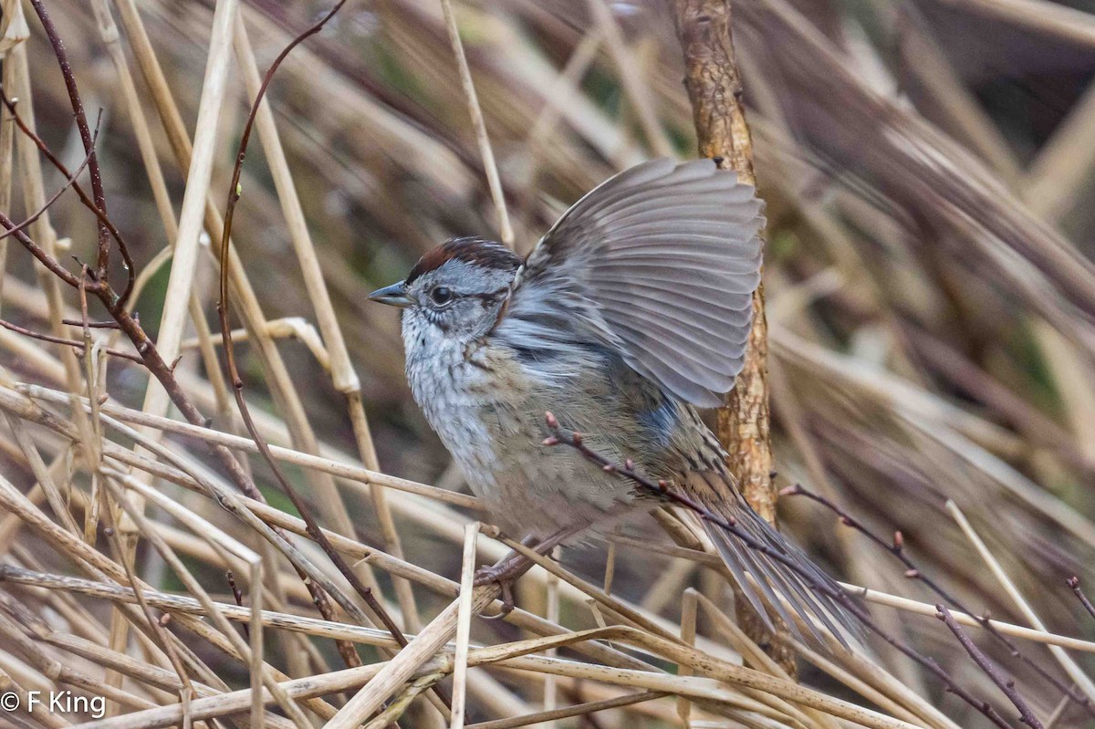 Swamp Sparrow - ML618812159