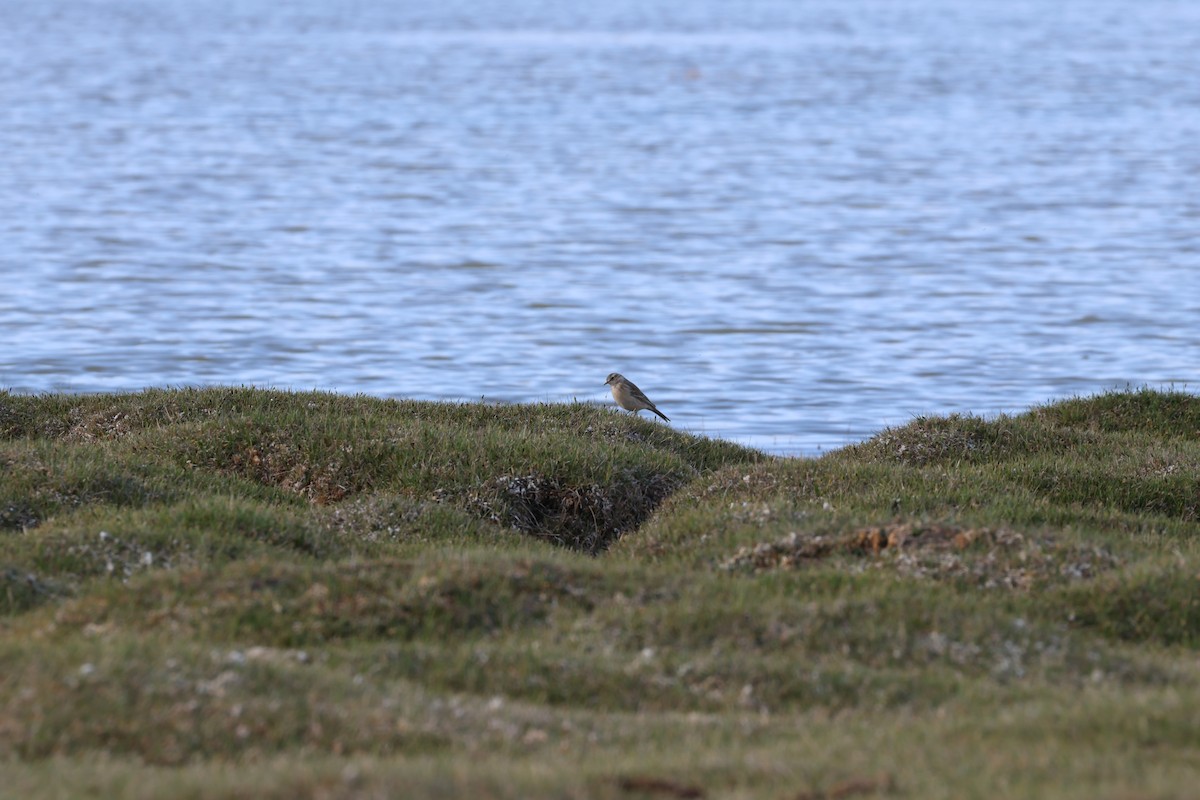 Water Pipit - ML618812234