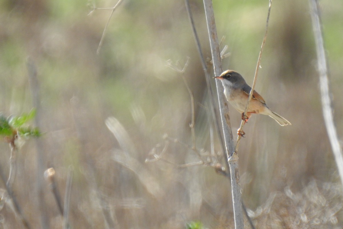 Spectacled Warbler - Luca Bonomelli