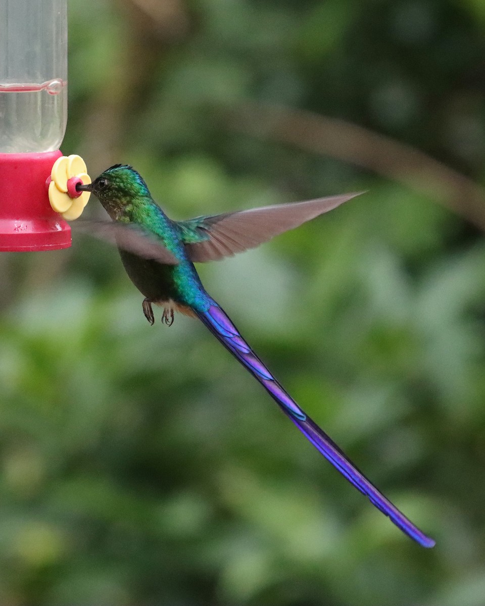 Violet-tailed Sylph - ML618812242