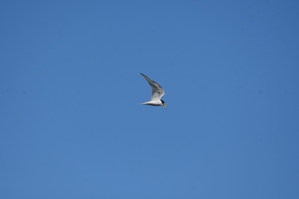 Little Tern - ML618812259