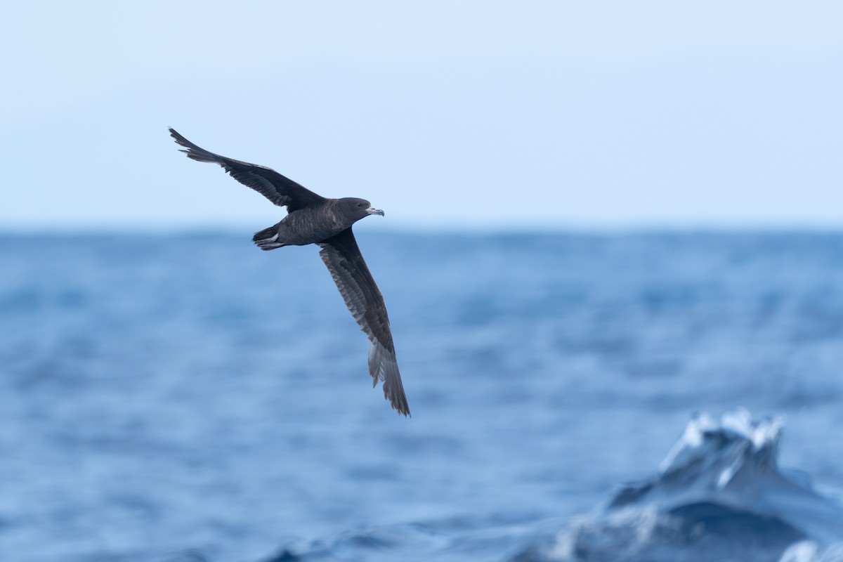 Flesh-footed Shearwater - ML618812285