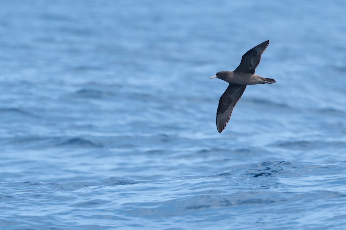 Flesh-footed Shearwater - ML618812288