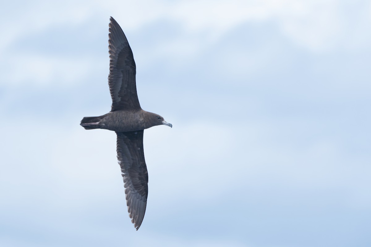 Flesh-footed Shearwater - ML618812289