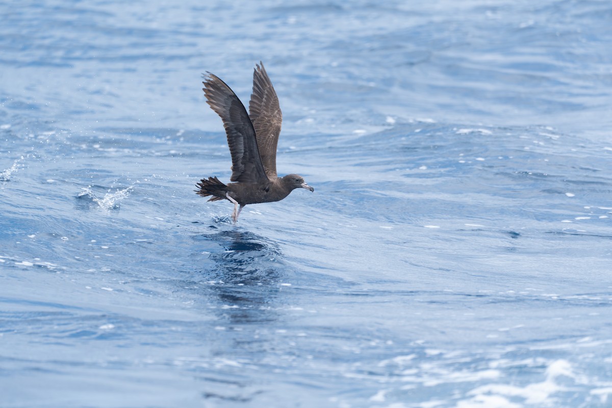 Flesh-footed Shearwater - ML618812290