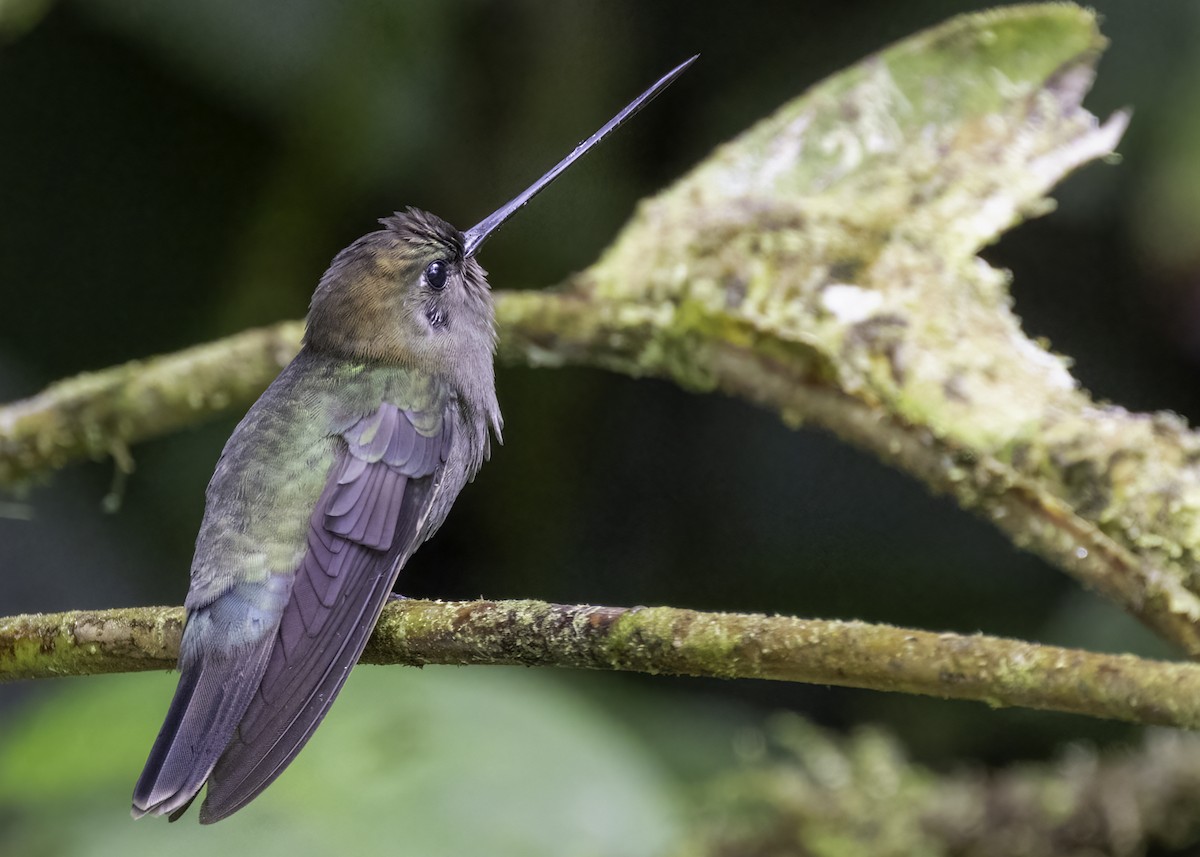 kolibřík zelenočelý - ML618812308
