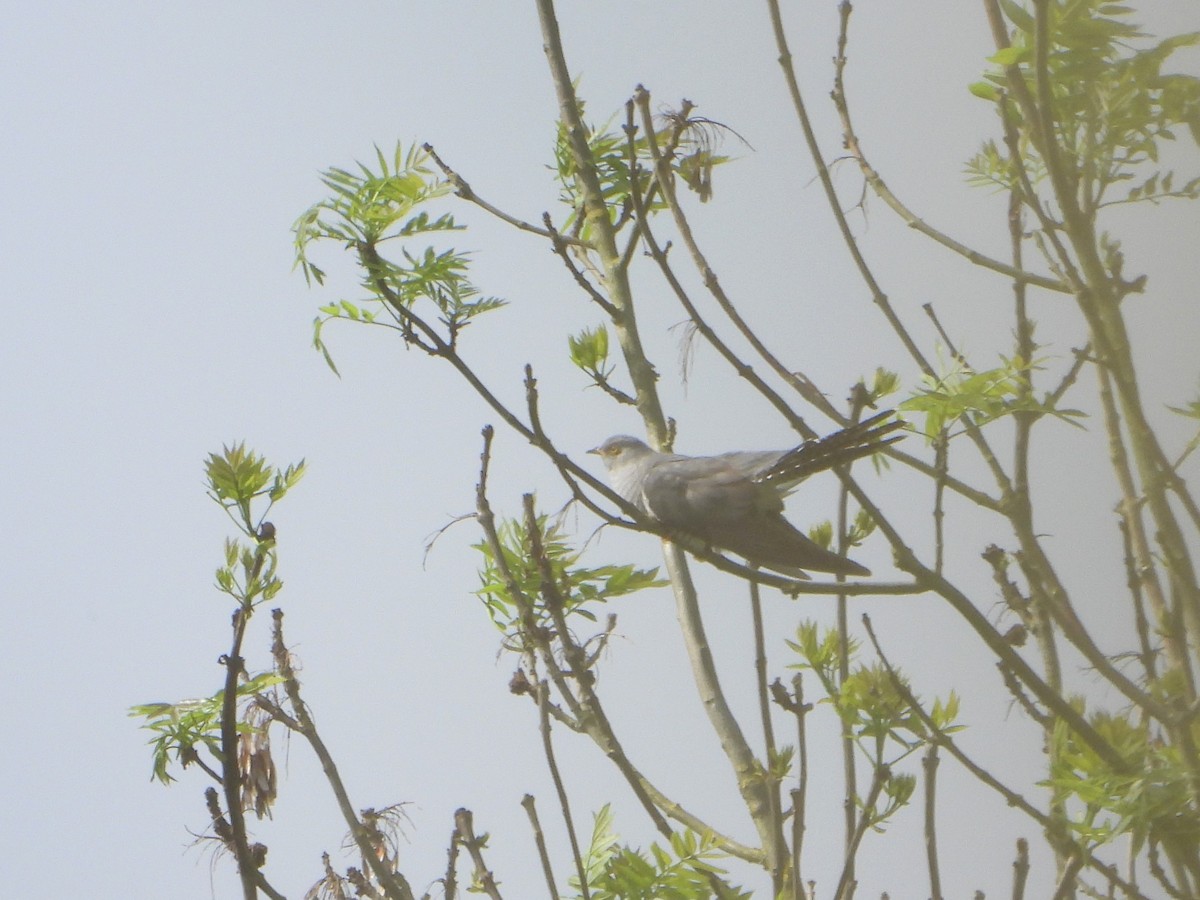 Common Cuckoo - ML618812322