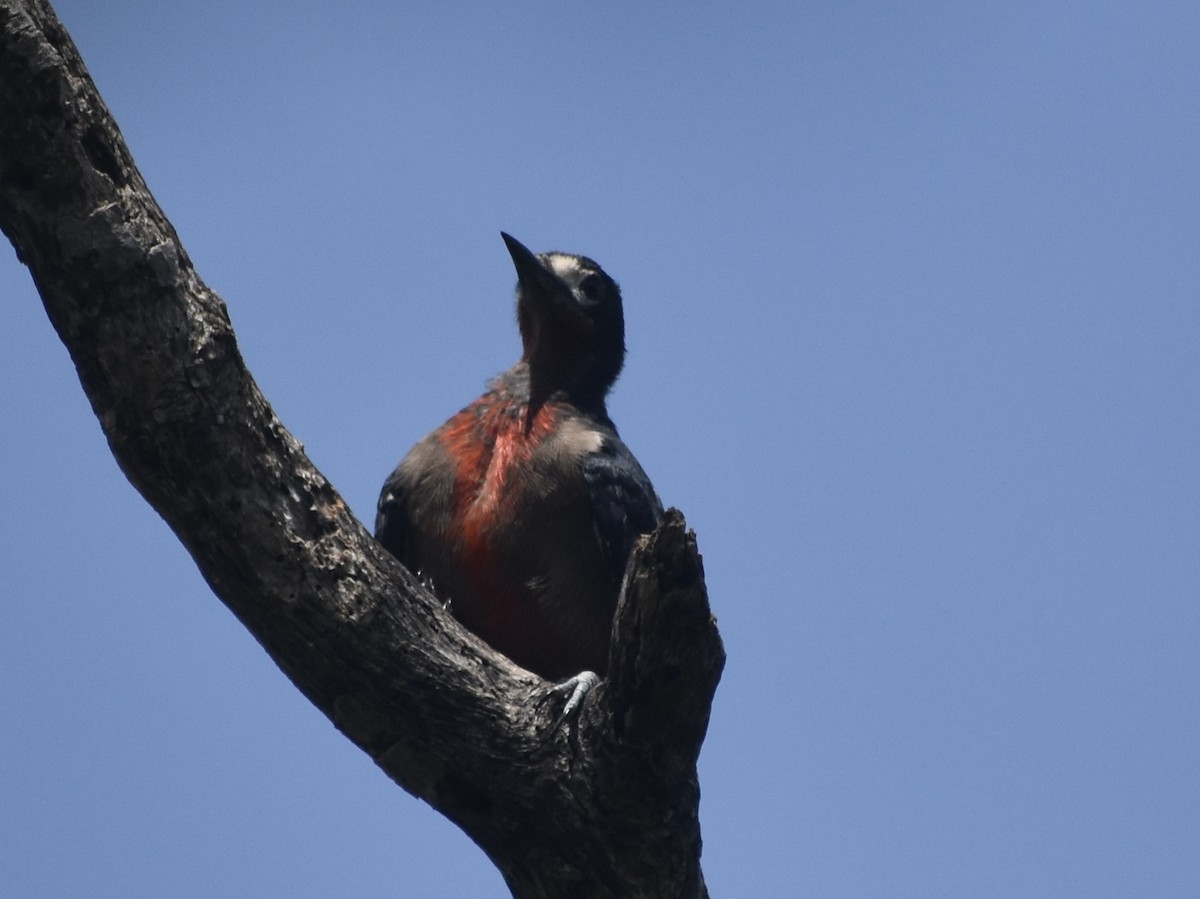 Puerto Rican Woodpecker - Jonathan Sellman