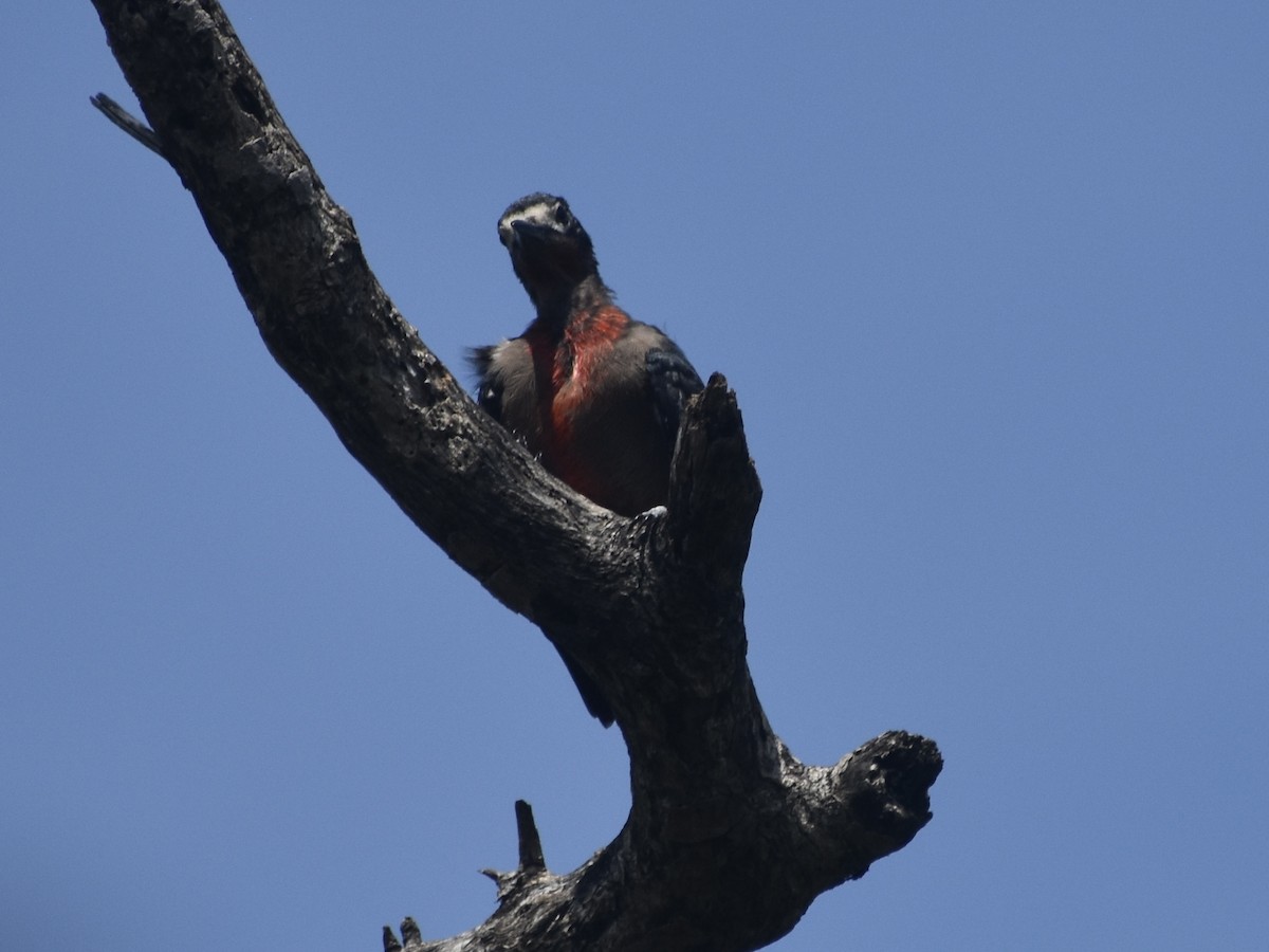 Puerto Rican Woodpecker - ML618812386