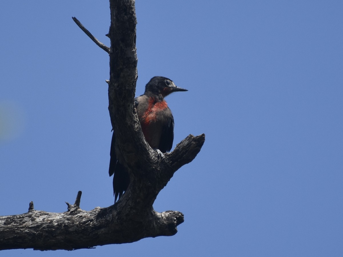 Puerto Rican Woodpecker - ML618812387