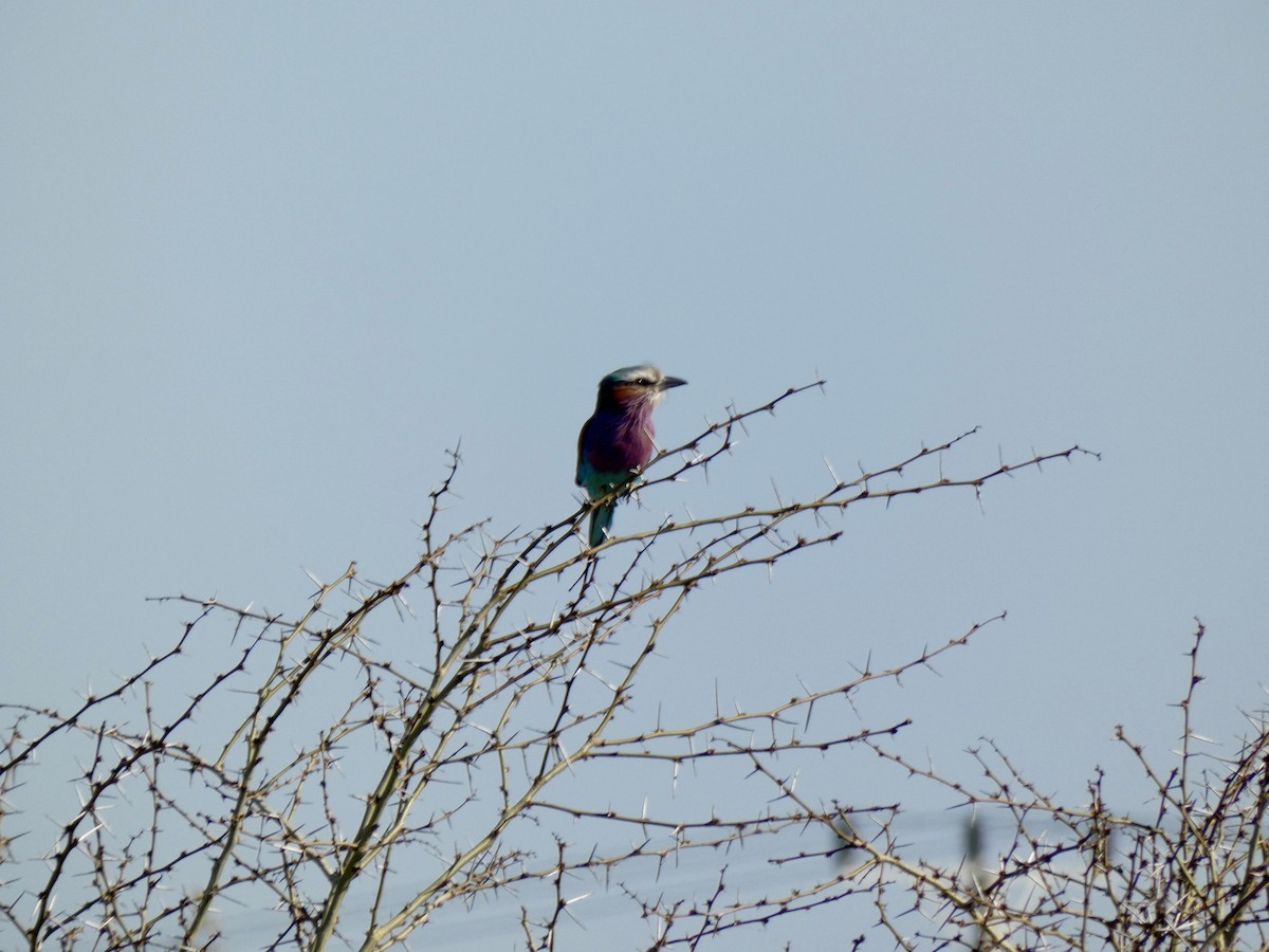 Lilac-breasted Roller - ML618812395