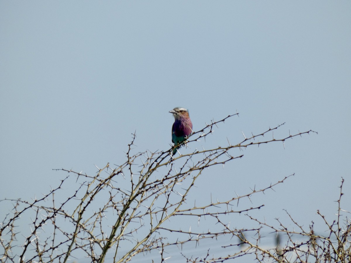 Lilac-breasted Roller - ML618812396