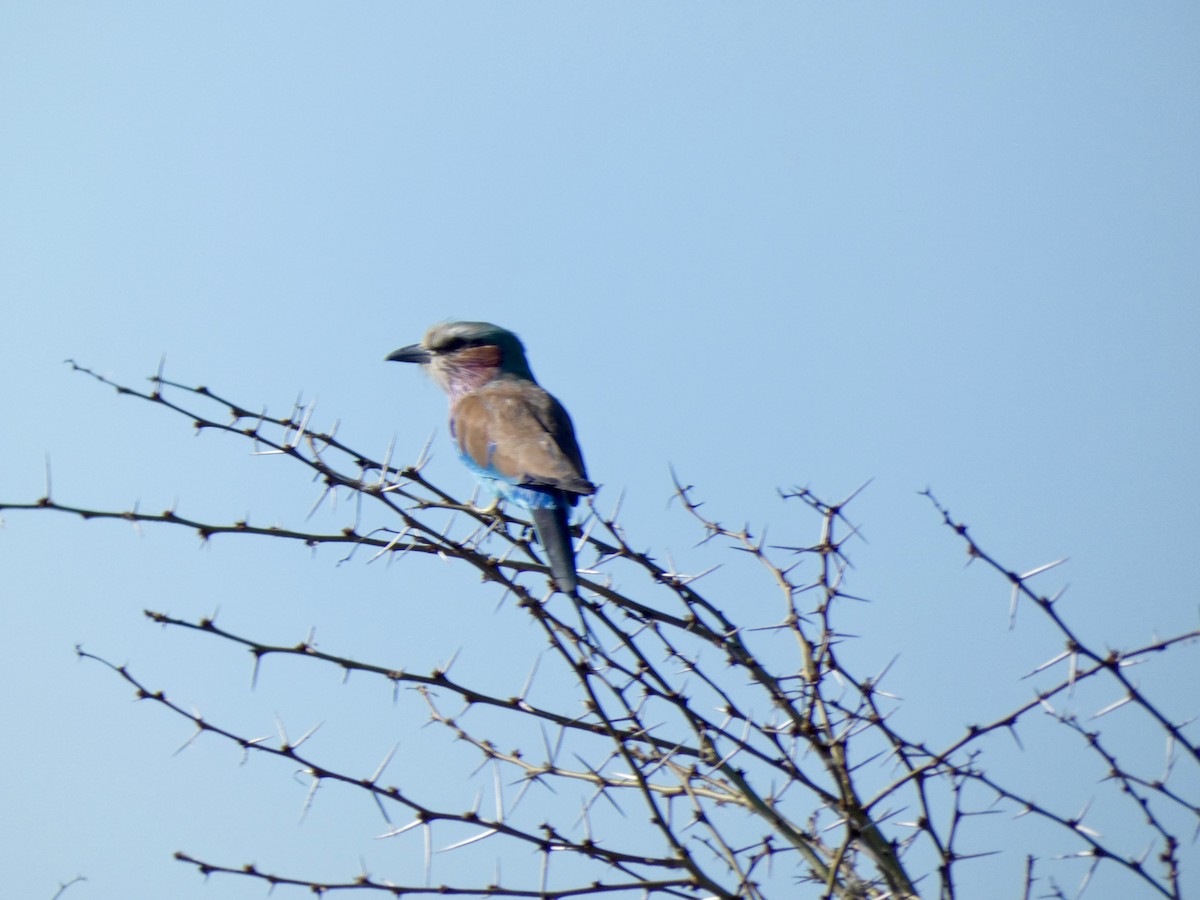 Lilac-breasted Roller - ML618812399