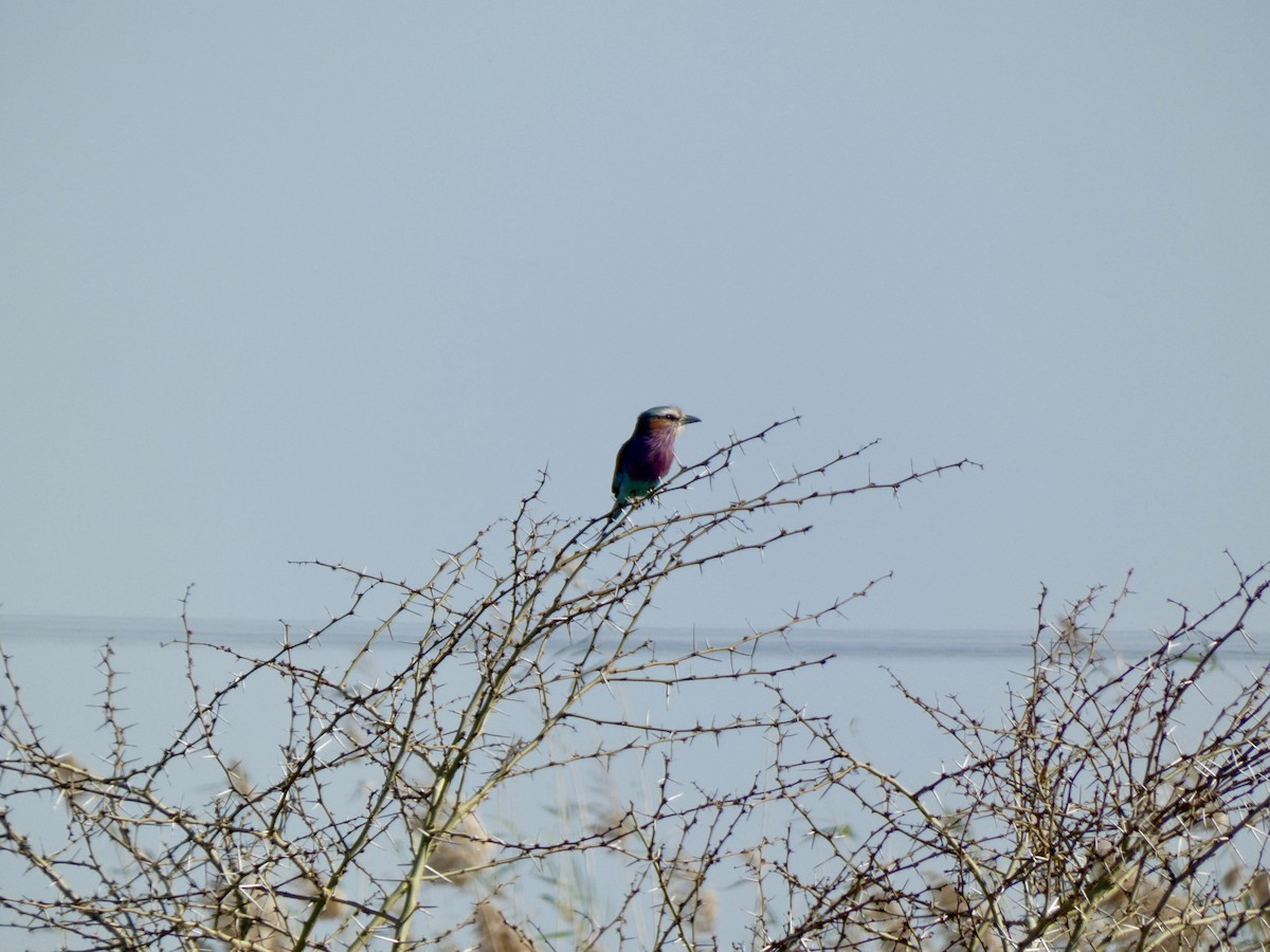 Lilac-breasted Roller - ML618812400