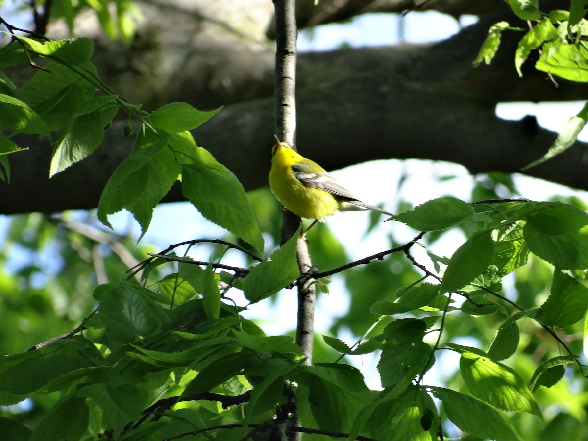 Blue-winged Warbler - Andrew Raamot and Christy Rentmeester