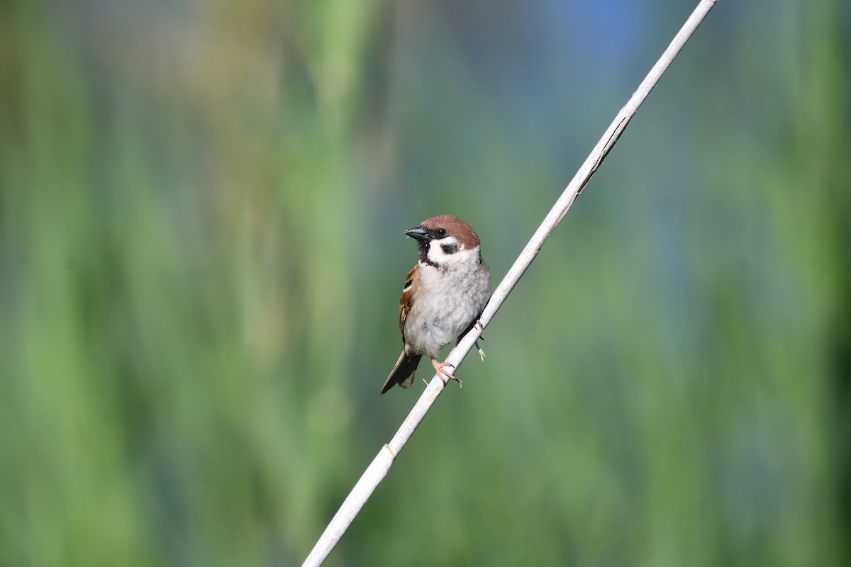 Eurasian Tree Sparrow - ML618812431