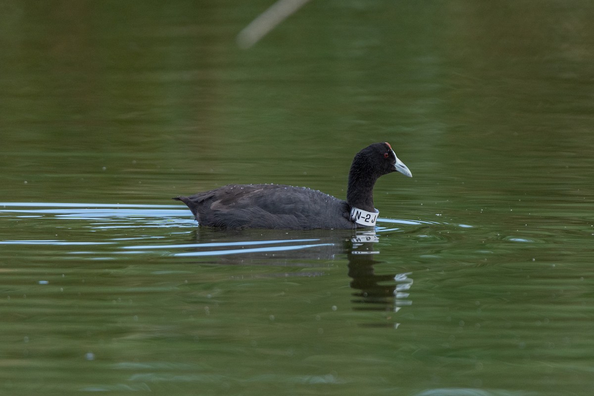Red-knobbed Coot - ML618812433