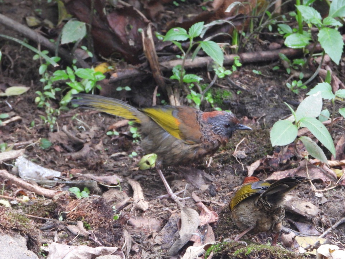 Chestnut-crowned Laughingthrush - ML618812437