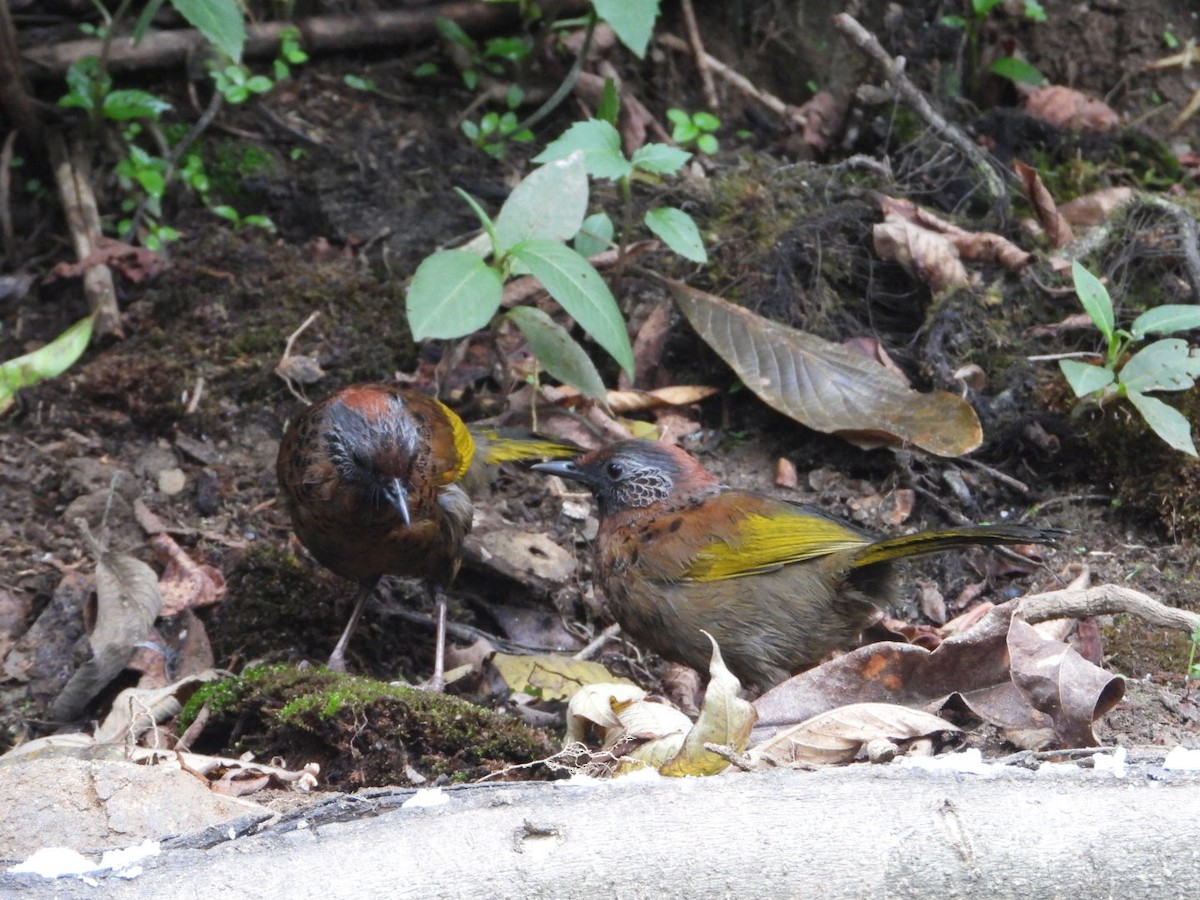 Chestnut-crowned Laughingthrush - ML618812439