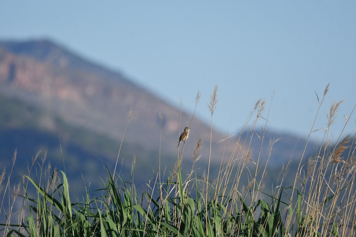 Great Reed Warbler - ML618812457