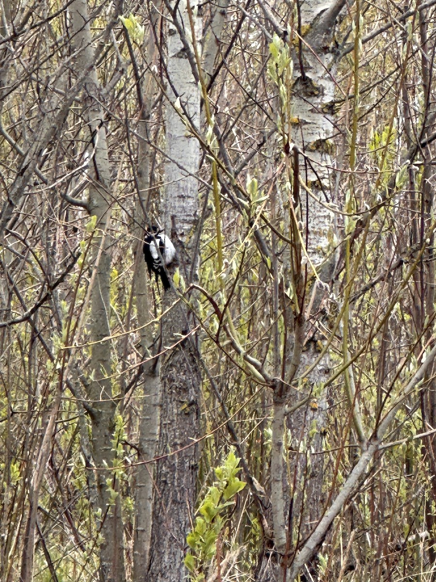 Great Spotted Woodpecker - ML618812620