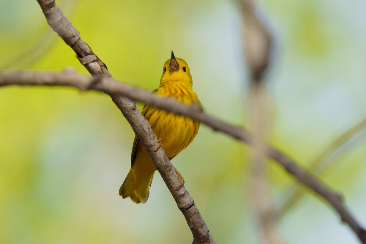 Yellow Warbler - Steve Kembel