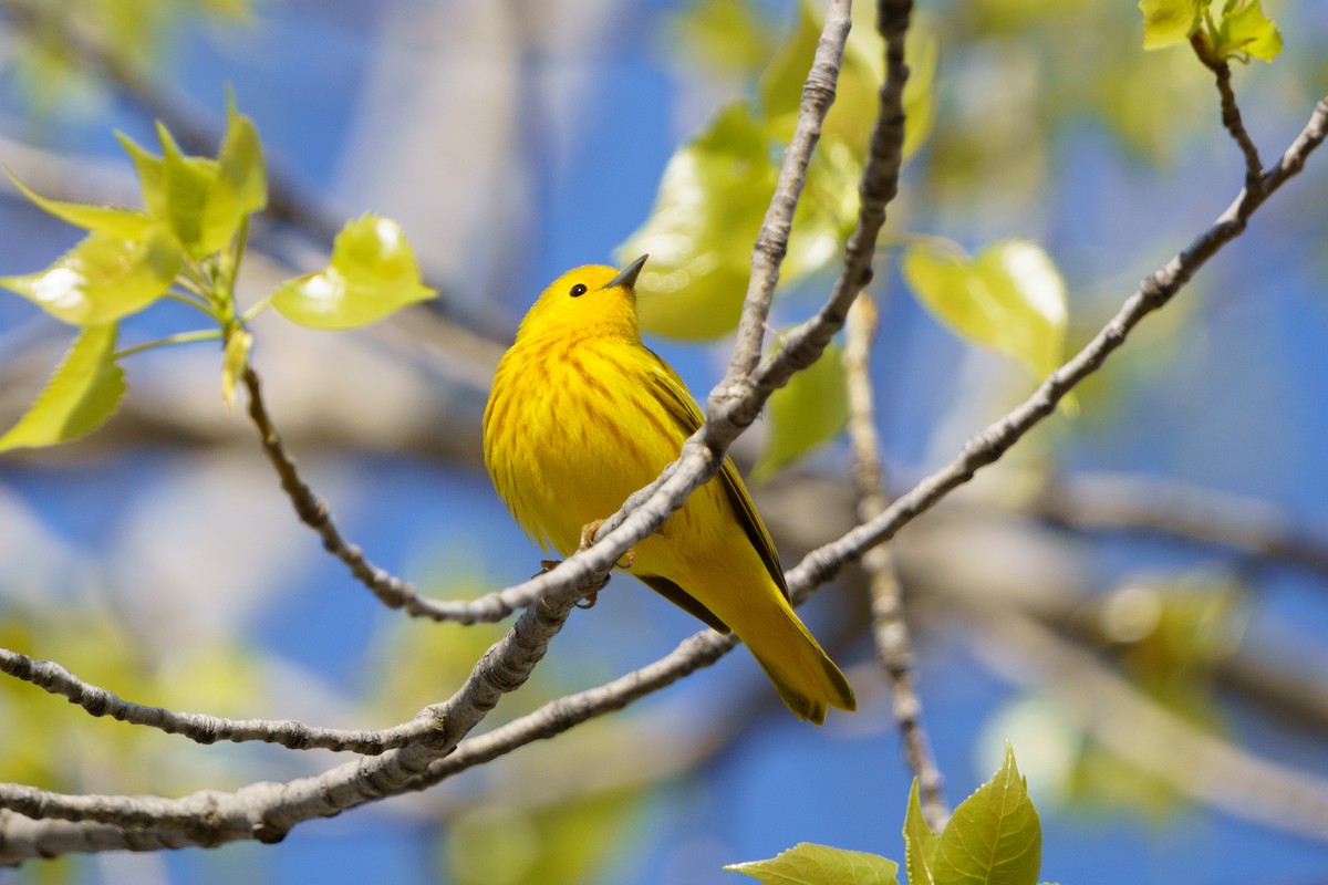 Yellow Warbler - Steve Kembel