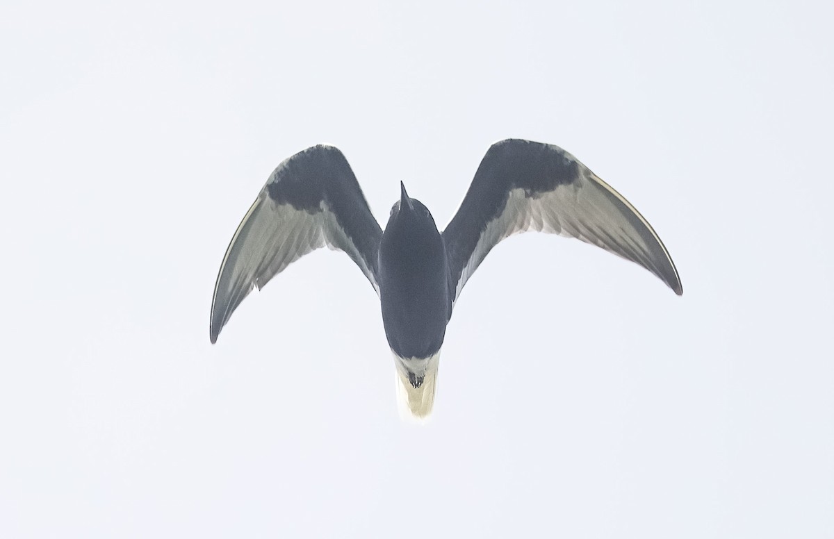 White-winged Tern - ML618812678