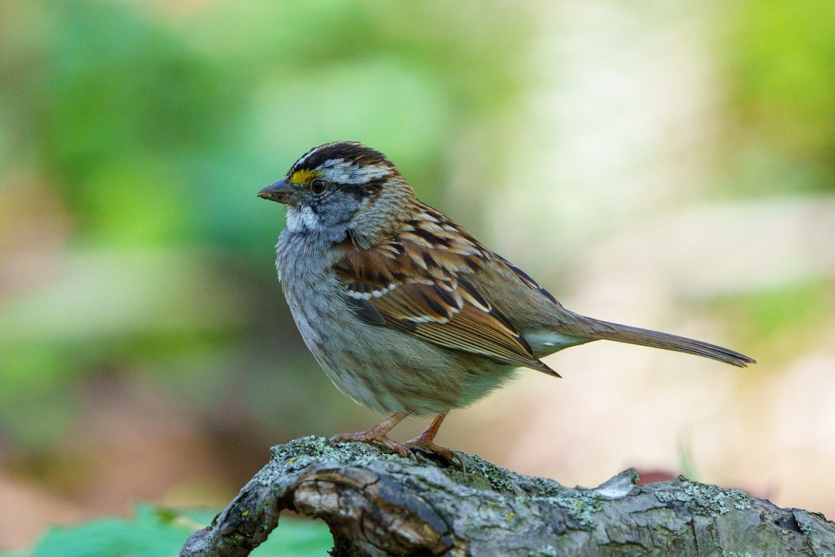 White-throated Sparrow - Steve Kembel