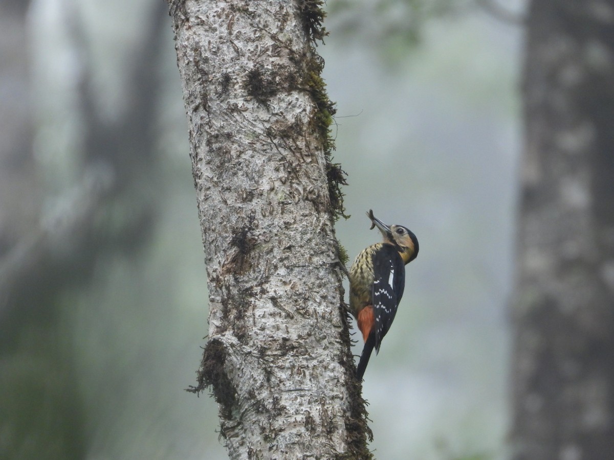 Darjeeling Woodpecker - ML618812699