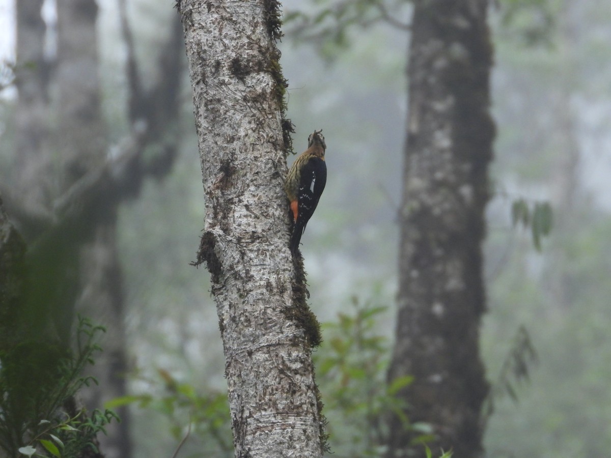 Darjeeling Woodpecker - ML618812700