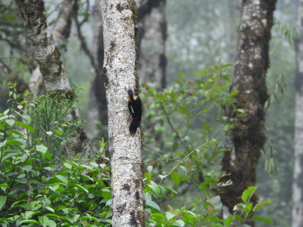 Darjeeling Woodpecker - ML618812701