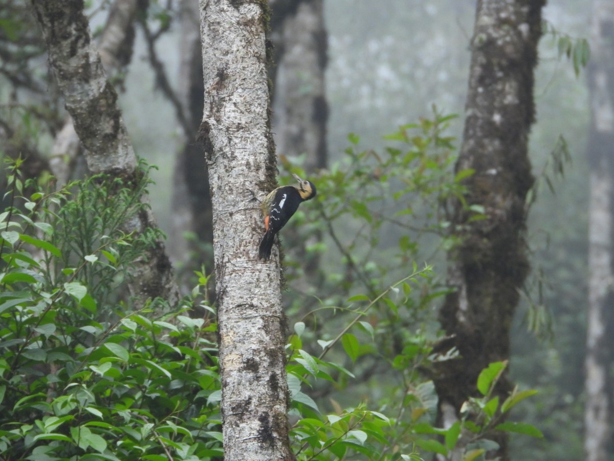 Darjeeling Woodpecker - ML618812702