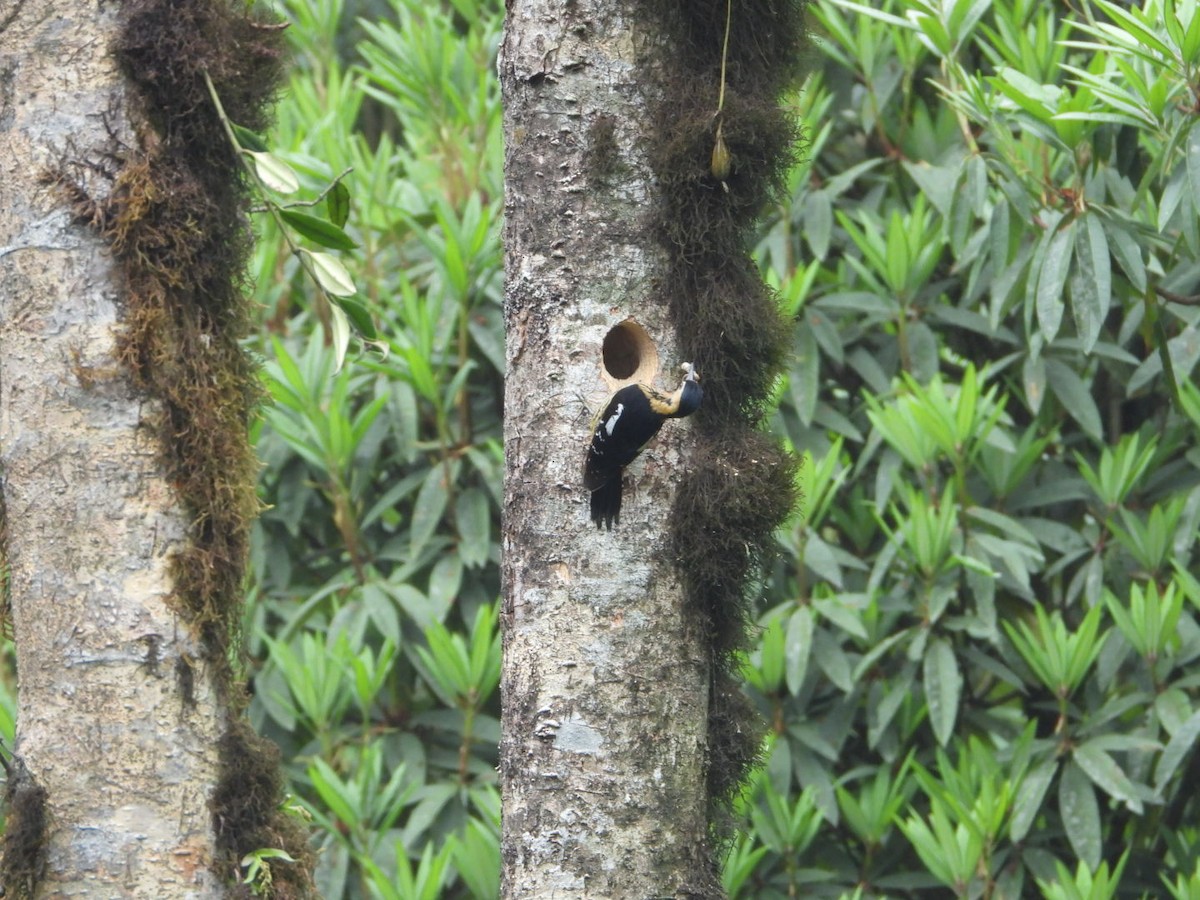 Darjeeling Woodpecker - ML618812703