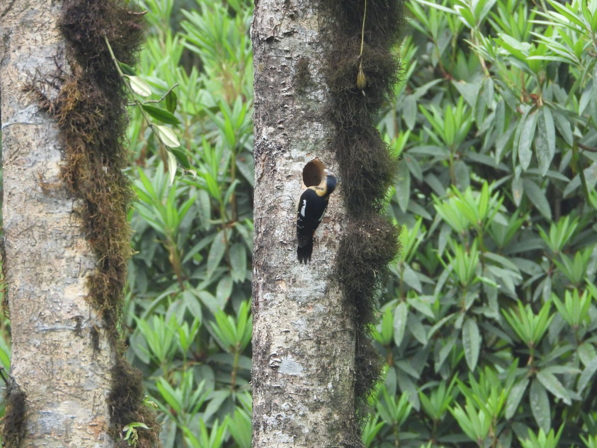 Darjeeling Woodpecker - ML618812704