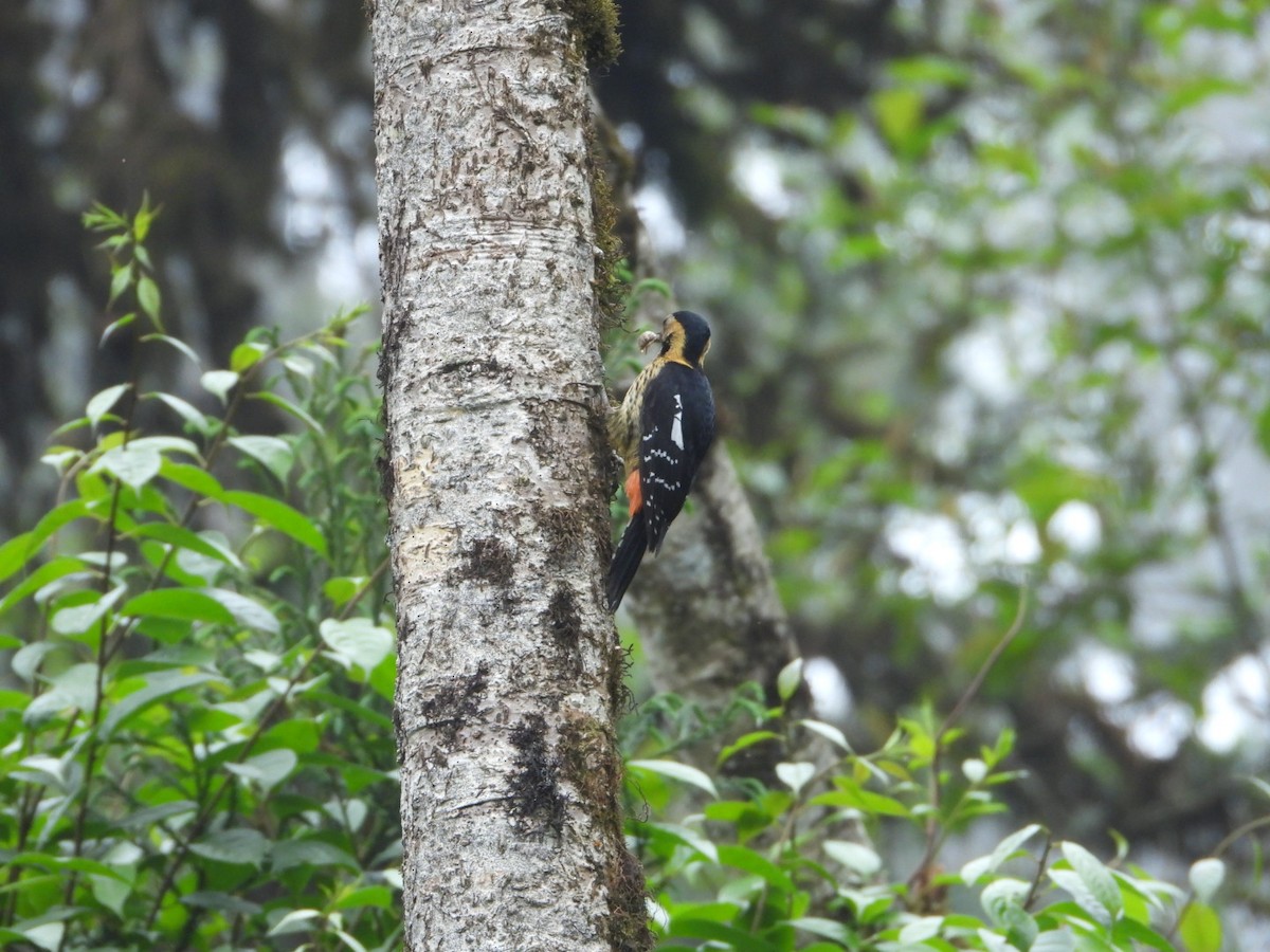Darjeeling Woodpecker - ML618812707