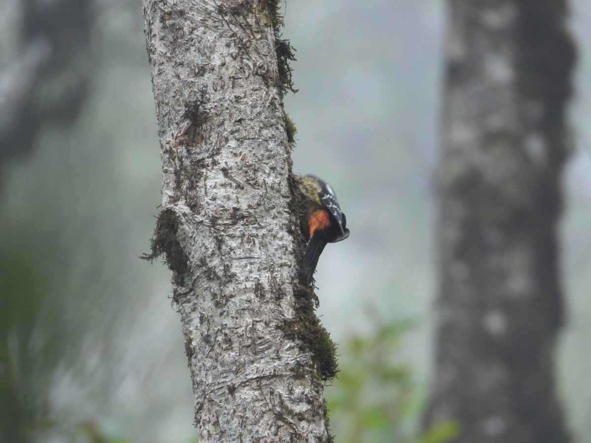 Darjeeling Woodpecker - ML618812710