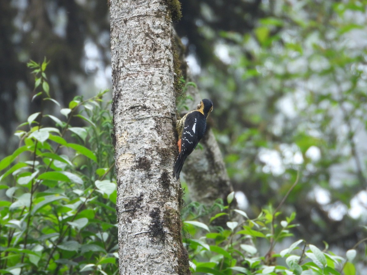 Darjeeling Woodpecker - ML618812711