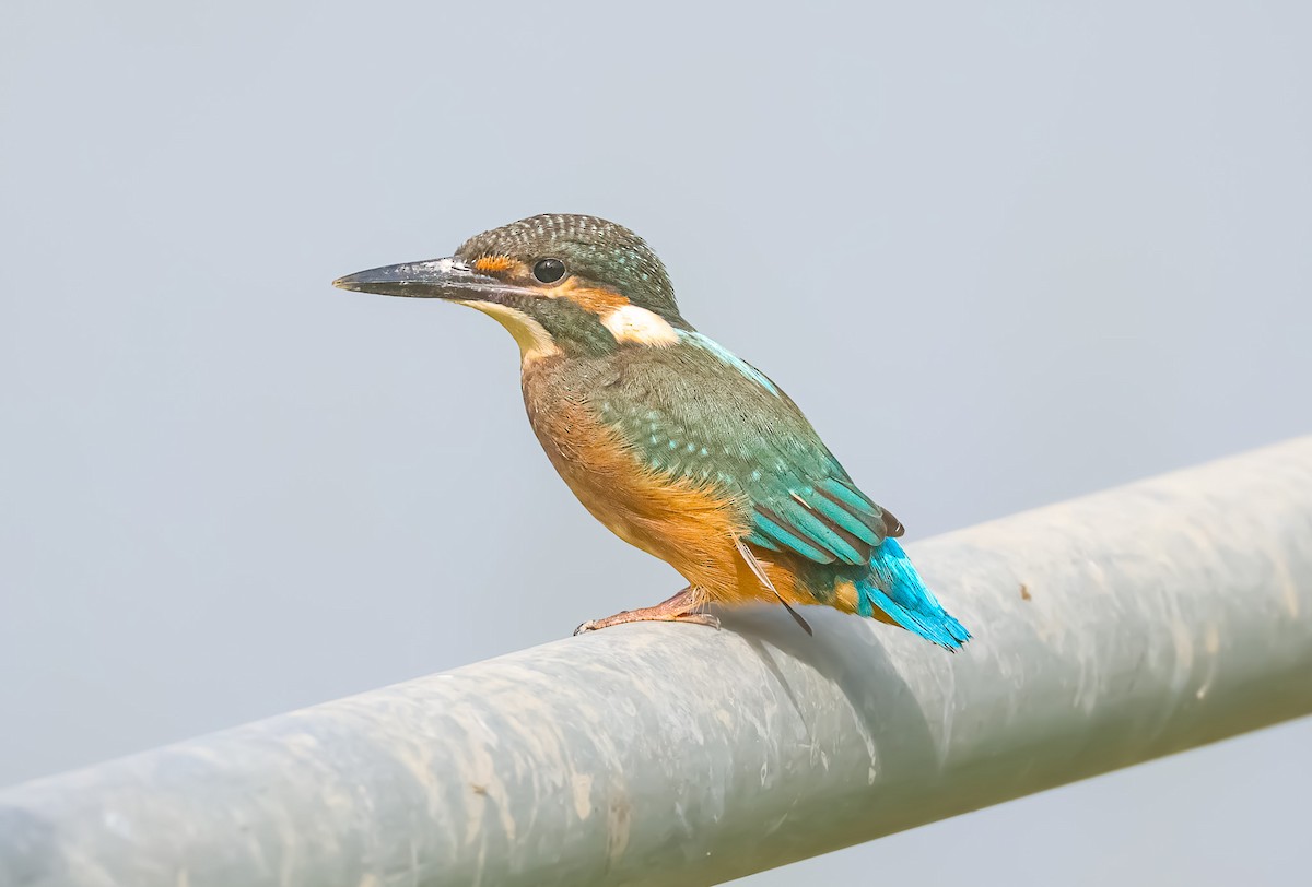 Common Kingfisher - Akshat K