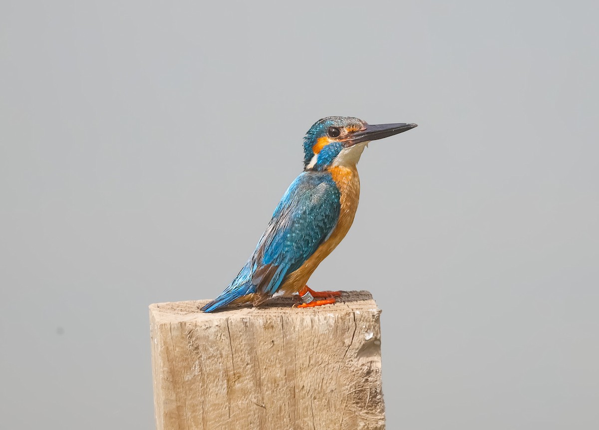 Common Kingfisher - ML618812714