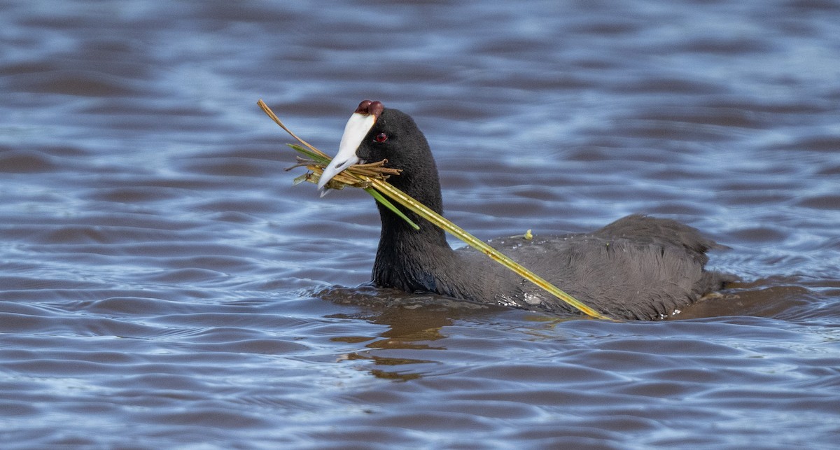 Red-knobbed Coot - Lizabeth Southworth