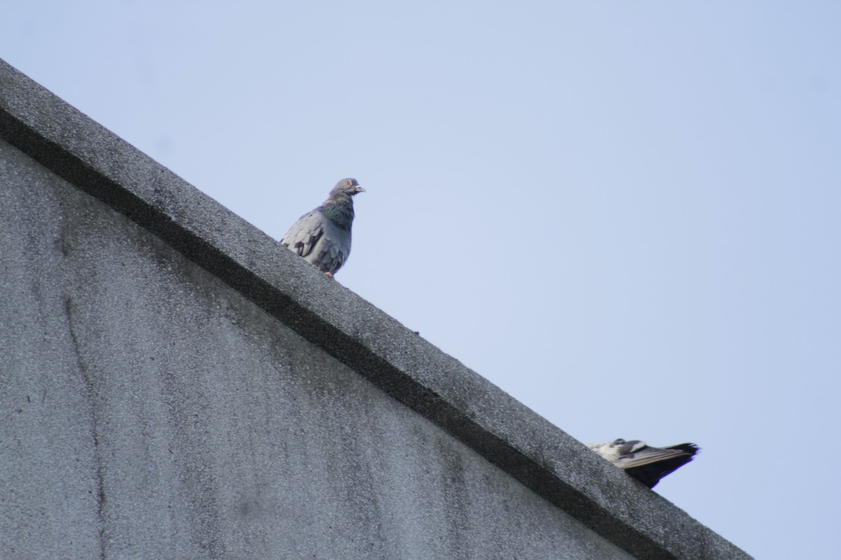 Rock Pigeon (Feral Pigeon) - ML618812719