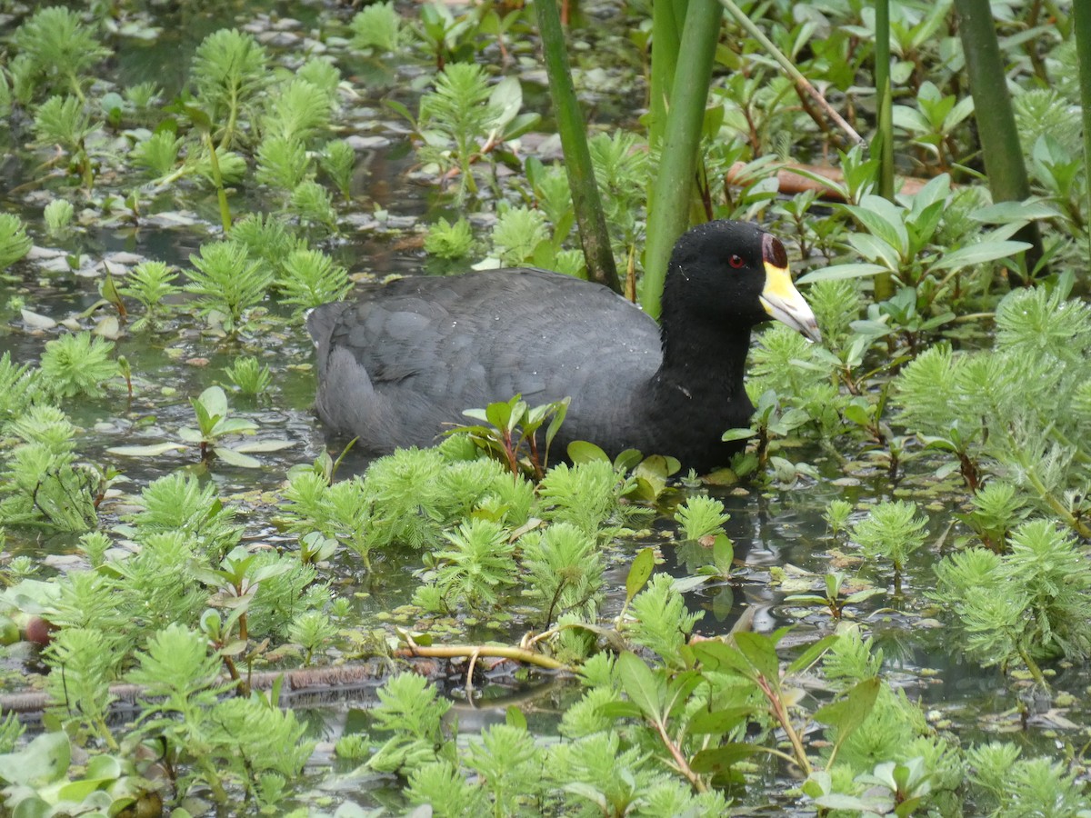 American Coot - Cathryn Pritchard