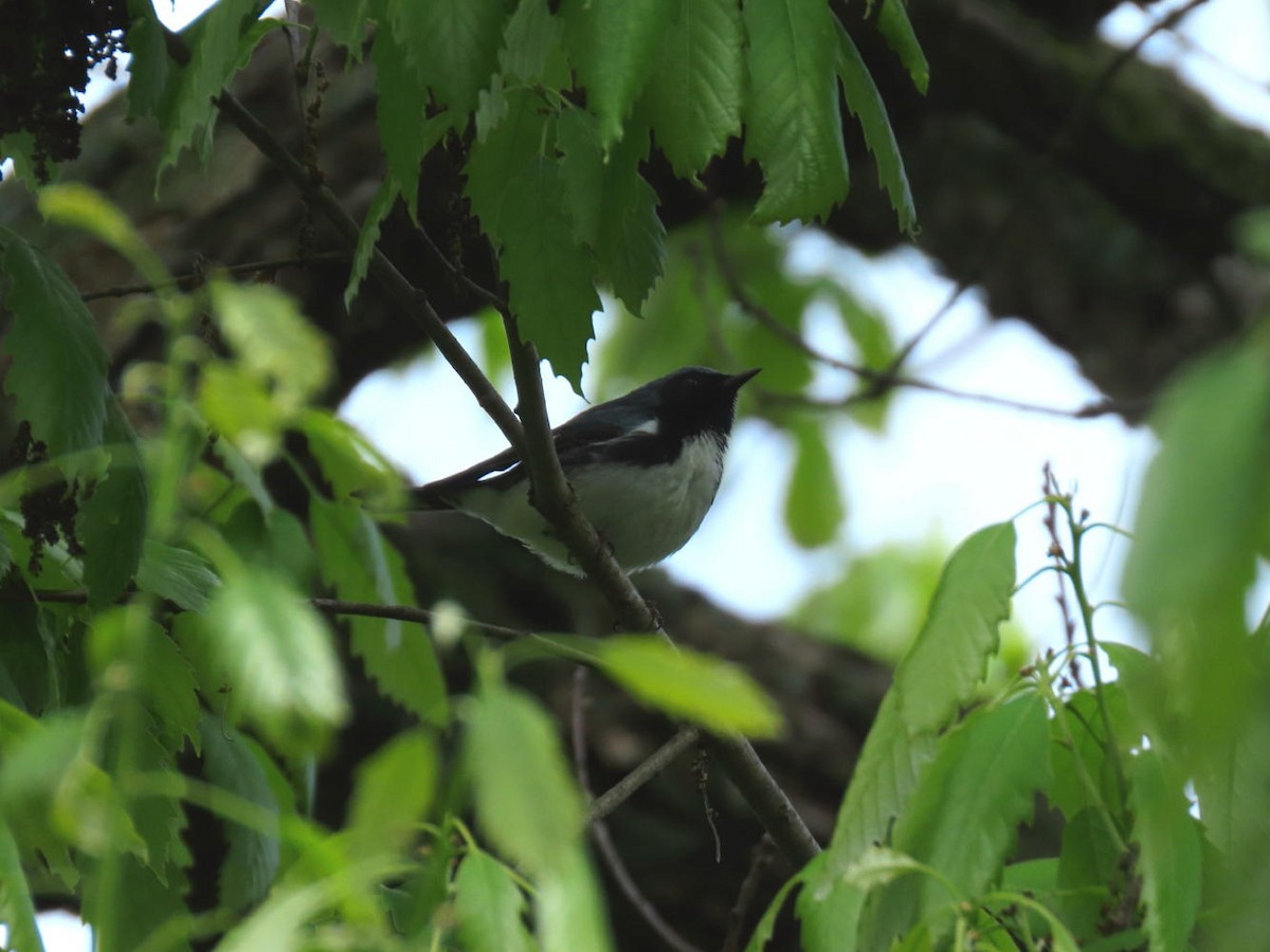 Black-throated Blue Warbler - David Cooney Jr