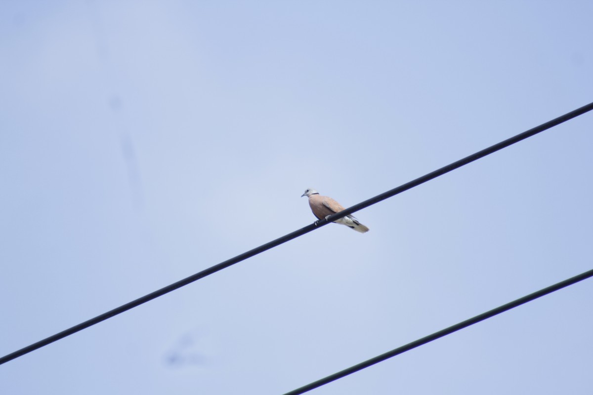 Red Collared-Dove - ML618812739