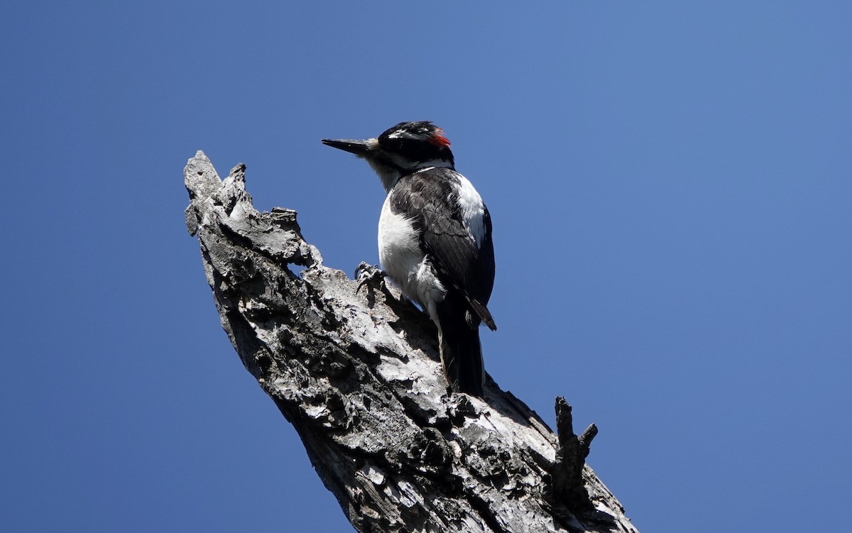 Hairy Woodpecker - TK Birder